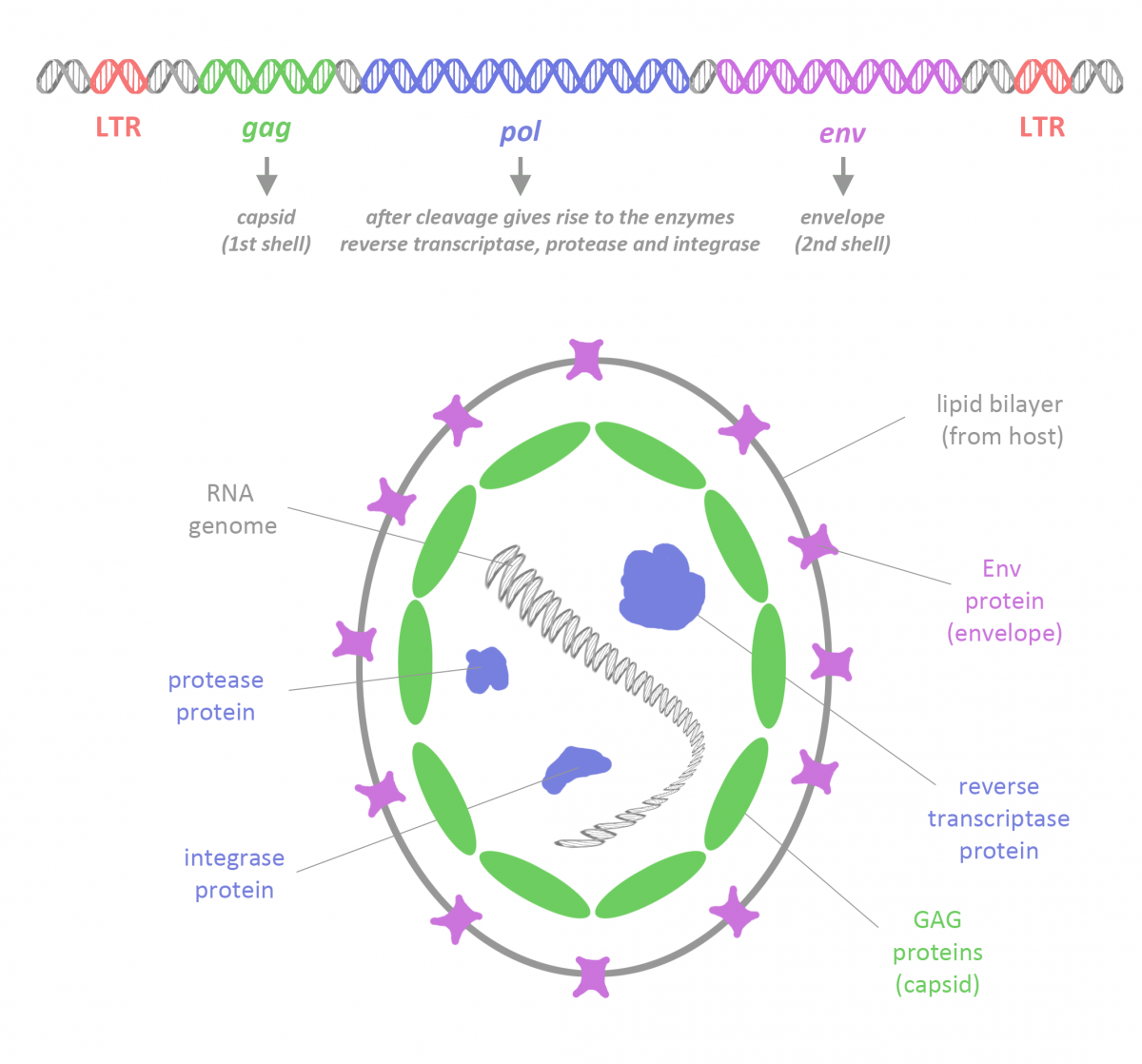 Arc How an ancient virus helps us learn The Gene of the Week.